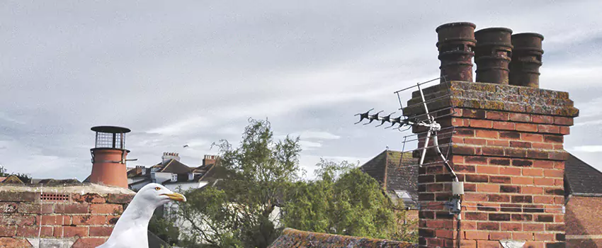 Chimney Cleaning And Restoration in Berea, South Carolina